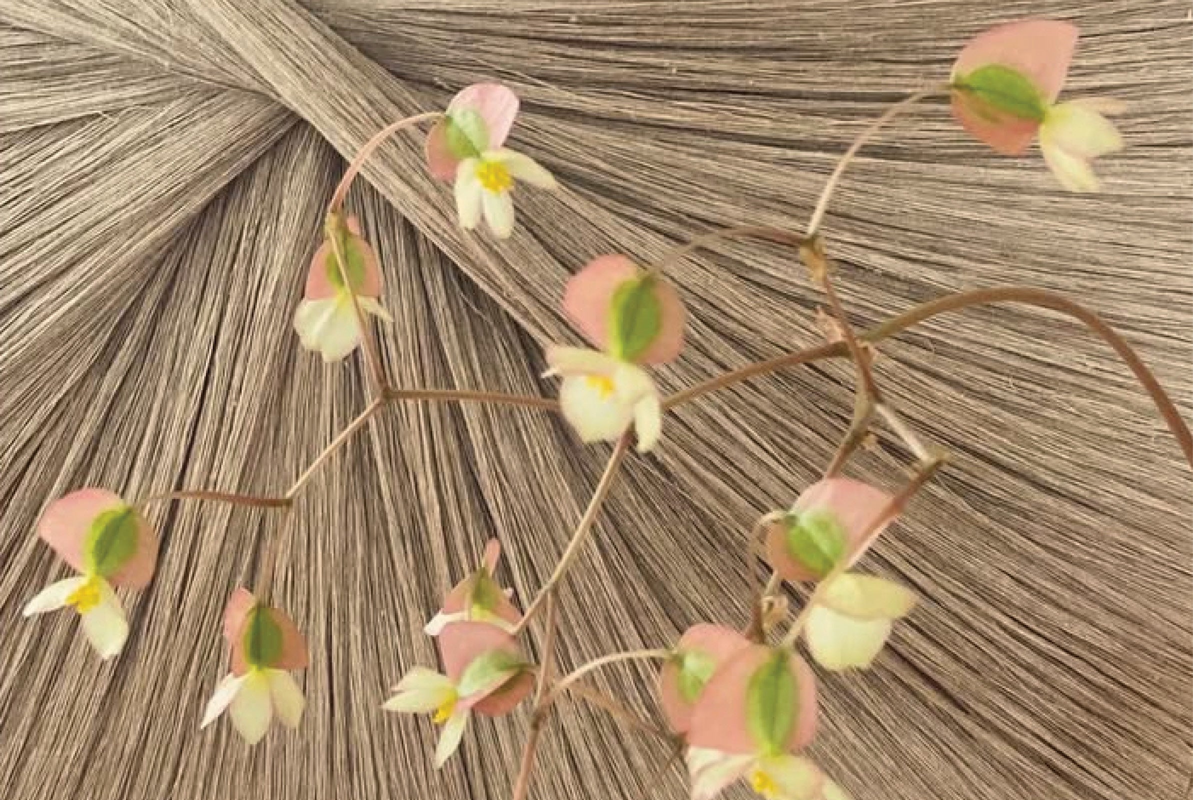 Ulla Johnson Celebrating Women's History Month